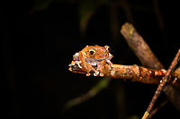 Boophis roseipalmatus, Andasibe, Madagascar This was first suggested as Boophis madagascariensis. However, a leading expert in Madagascar amphibians (Dr Mark D. Scherz) thinks it is Boophis roseipalmatus instead. Which would be surprising as Boophis roseipalmatus has only been described in 2010 as a species from the north. It is not expected to occur here in Andasibe.<br />
<br />
I'm tentatively ID-ing it as Boophis madagascariensis because Mark's judgement carries a lot of weight. Should in the follow-up anything change, I will update the ID.<br />
https://www.jungledragon.com/image/86011/boophis_roseipalmatus_-_closeup_andasibe_madagascar.html Africa,Andasibe,Boophis roseipalmatus,Geotagged,Madagascar,Madagascar 2019,Winter,World