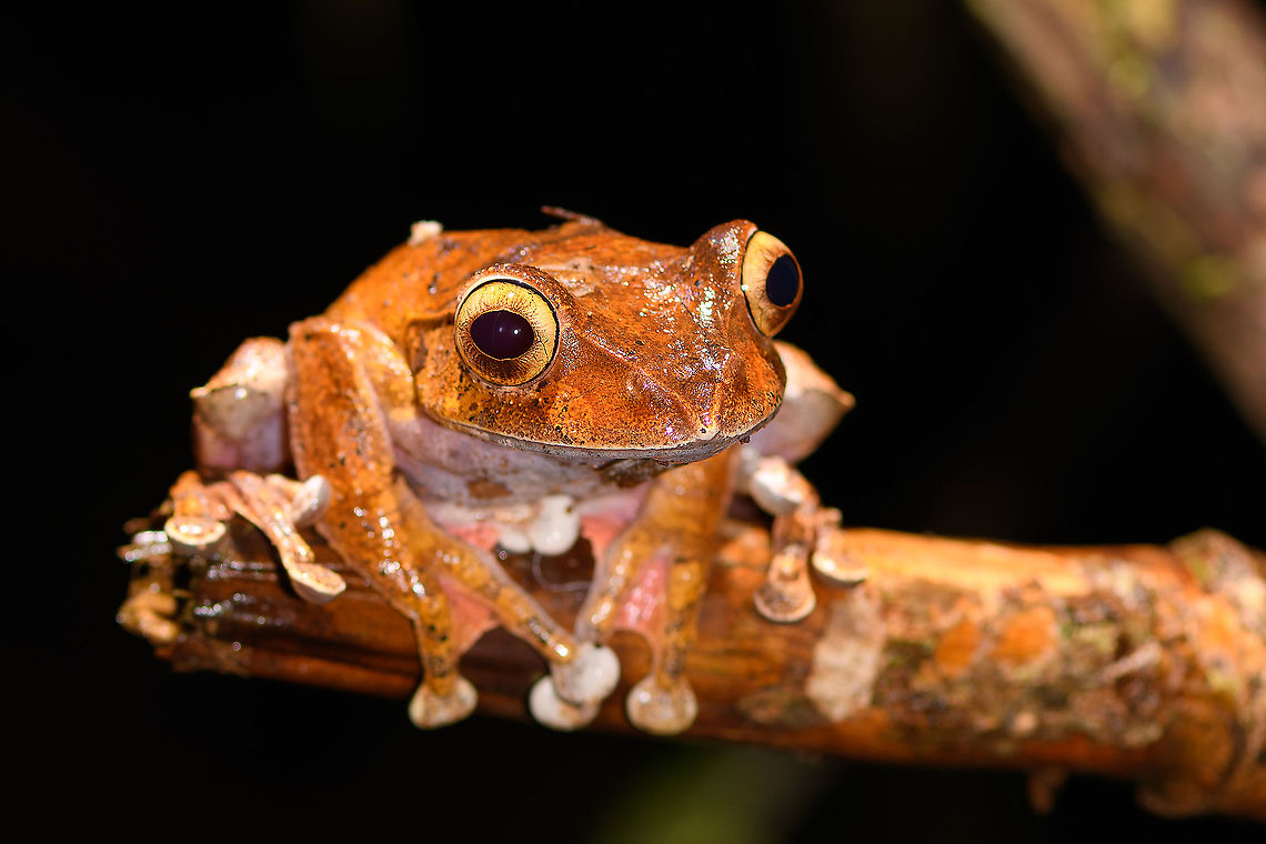 Boophis roseipalmatus - closeup, Andasibe, Madagascar This was first suggested as Boophis madagascariensis. However, a leading expert in Madagascar amphibians (Dr Mark D. Scherz) thinks it is Boophis roseipalmatus instead. Which would be surprising as Boophis roseipalmatus has only been described in 2010 as a species from the north. It is not expected to occur here in Andasibe.<br />
<br />
I&#039;m tentatively ID-ing it as Boophis madagascariensis because Mark&#039;s judgement carries a lot of weight. Should in the follow-up anything change, I will update the ID.<br />
<figure class="photo"><a href="https://www.jungledragon.com/image/86010/boophis_roseipalmatus_andasibe_madagascar.html" title="Boophis roseipalmatus, Andasibe, Madagascar"><img src="https://s3.amazonaws.com/media.jungledragon.com/images/2/86010_thumb.jpg?AWSAccessKeyId=05GMT0V3GWVNE7GGM1R2&Expires=1767225610&Signature=g7PM%2FWgVN10S5%2F3Yi0altj3uFJ4%3D" width="200" height="134" alt="Boophis roseipalmatus, Andasibe, Madagascar This was first suggested as Boophis madagascariensis. However, a leading expert in Madagascar amphibians (Dr Mark D. Scherz) thinks it is Boophis roseipalmatus instead. Which would be surprising as Boophis roseipalmatus has only been described in 2010 as a species from the north. It is not expected to occur here in Andasibe.<br />
<br />
I&#039;m tentatively ID-ing it as Boophis madagascariensis because Mark&#039;s judgement carries a lot of weight. Should in the follow-up anything change, I will update the ID.<br />
https://www.jungledragon.com/image/86011/boophis_roseipalmatus_-_closeup_andasibe_madagascar.html Africa,Andasibe,Boophis roseipalmatus,Geotagged,Madagascar,Madagascar 2019,Winter,World" /></a></figure> Africa,Andasibe,Boophis roseipalmatus,Geotagged,Madagascar,Madagascar 2019,Winter,World