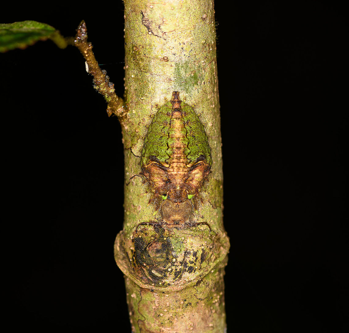 Owlfly larva lichen mimick, Andasibe, Madagascar My first owlfly larva, and I wish I had done a better job at capturing it. This one is tiny and very flat, I&#039;m speculating it may be mimicking a lichen to blend in with the tree. The enormous jaws can be found at the bottom. Africa,Andasibe,Geotagged,Madagascar,Madagascar 2019,Winter,World