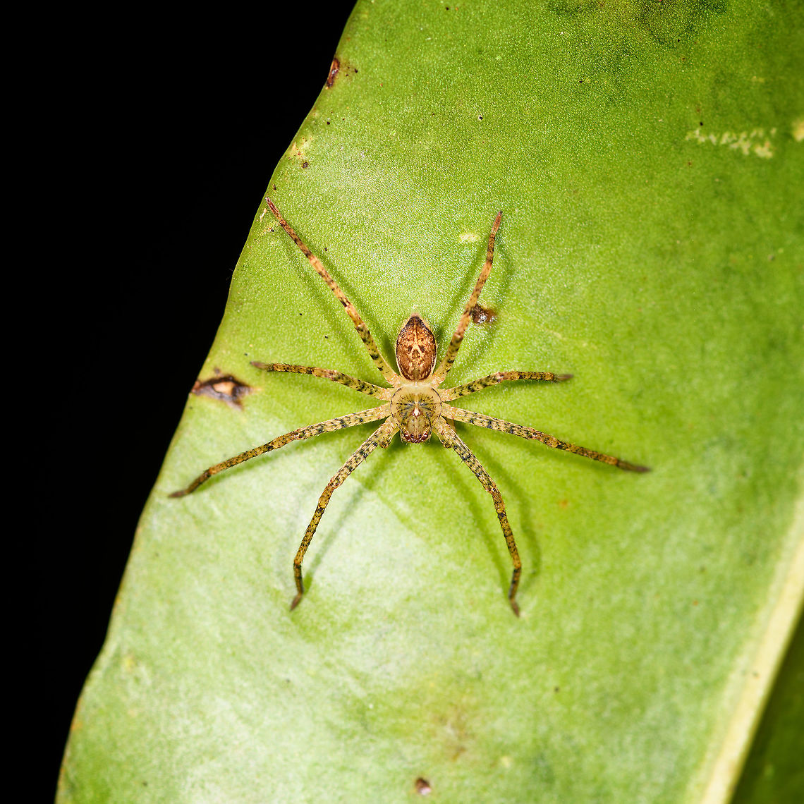 Wandering spider - 2, Andasibe, Madagascar Found during a night tour in Andasibe. Africa,Andasibe,Madagascar,Madagascar 2019,World