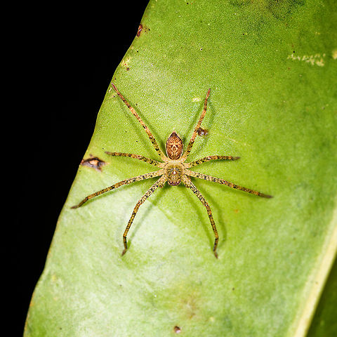 Wandering spider - 2, Andasibe, Madagascar Found during a night tour in Andasibe. Africa,Andasibe,Madagascar,Madagascar 2019,World