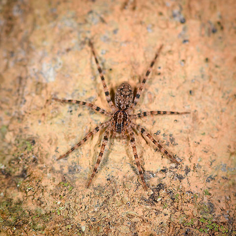 Banded spider on tree, Andasibe, Madagascar  Africa,Andasibe,Geotagged,Madagascar,Madagascar 2019,Winter,World