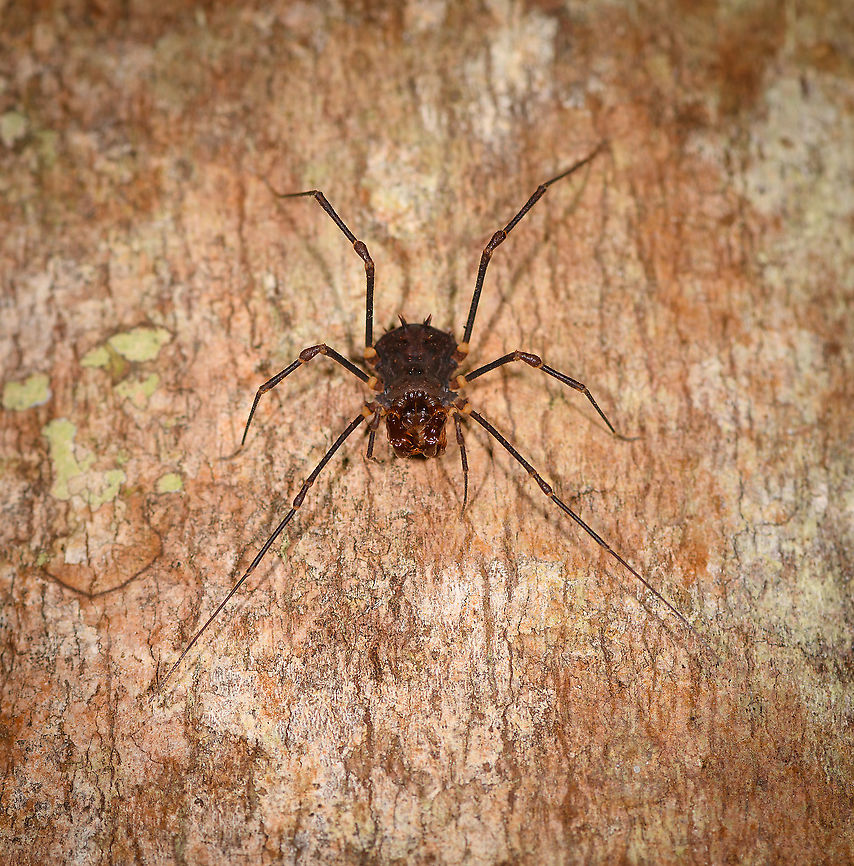 Large Opilion/Harvestman, Andasibe, Madagascar Found on a tree during a night tour in the Andasibe area.<br />
<figure class="photo"><a href="https://www.jungledragon.com/image/86016/large_opilionharvestman_-_closeup_andasibe_madagascar.html" title="Large Opilion/Harvestman - closeup, Andasibe, Madagascar"><img src="https://s3.amazonaws.com/media.jungledragon.com/images/2/86016_thumb.jpg?AWSAccessKeyId=05GMT0V3GWVNE7GGM1R2&Expires=1770854410&Signature=JSP44EImWzK0rjI%2FSVTOD28rko0%3D" width="150" height="152" alt="Large Opilion/Harvestman - closeup, Andasibe, Madagascar Found on a tree during a night tour in the Andasibe area.<br />
https://www.jungledragon.com/image/86015/large_opilionharvestman_andasibe_madagascar.html Africa,Andasibe,Geotagged,Madagascar,Madagascar 2019,Winter,World" /></a></figure> Africa,Andasibe,Geotagged,Madagascar,Madagascar 2019,Winter,World
