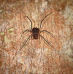 Large Opilion/Harvestman, Andasibe, Madagascar Found on a tree during a night tour in the Andasibe area.<br />
https://www.jungledragon.com/image/86016/large_opilionharvestman_-_closeup_andasibe_madagascar.html Africa,Andasibe,Geotagged,Madagascar,Madagascar 2019,Winter,World