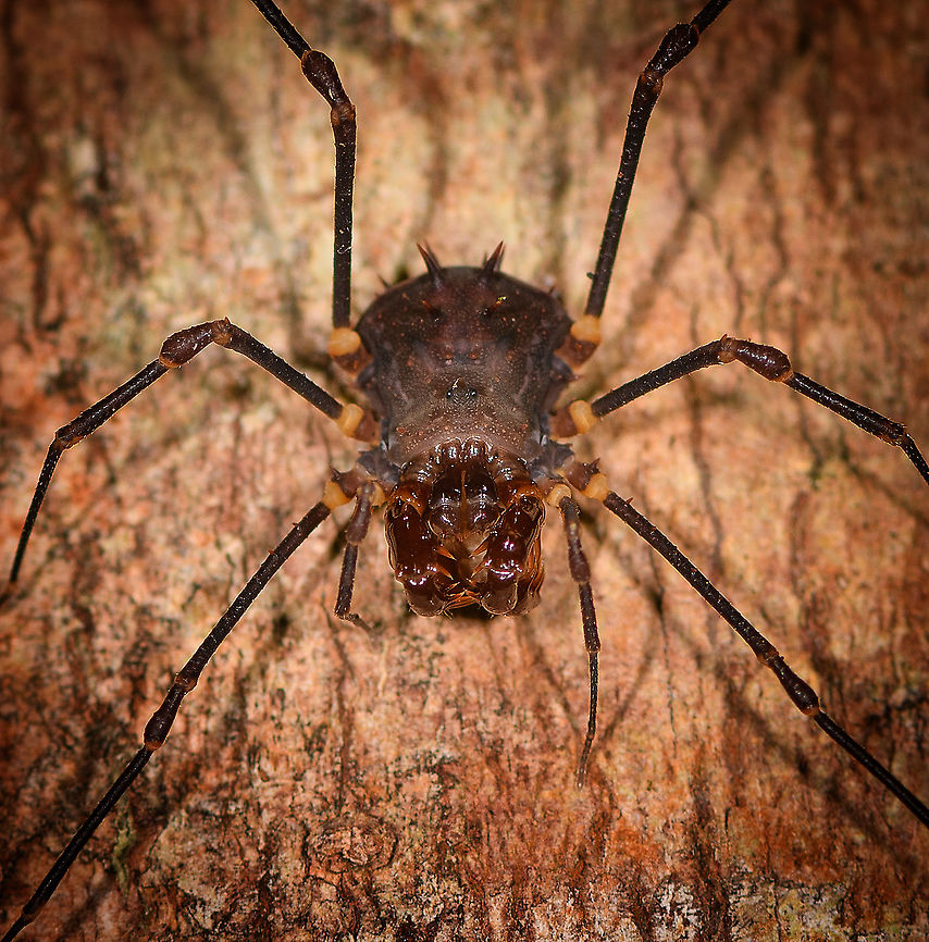 Large Opilion/Harvestman - closeup, Andasibe, Madagascar Found on a tree during a night tour in the Andasibe area.<br />
<figure class="photo"><a href="https://www.jungledragon.com/image/86015/large_opilionharvestman_andasibe_madagascar.html" title="Large Opilion/Harvestman, Andasibe, Madagascar"><img src="https://s3.amazonaws.com/media.jungledragon.com/images/2/86015_thumb.jpg?AWSAccessKeyId=05GMT0V3GWVNE7GGM1R2&Expires=1763596810&Signature=YvbMmGFeE2Xg2CwmW6BXu4ONJ%2Fk%3D" width="150" height="152" alt="Large Opilion/Harvestman, Andasibe, Madagascar Found on a tree during a night tour in the Andasibe area.<br />
https://www.jungledragon.com/image/86016/large_opilionharvestman_-_closeup_andasibe_madagascar.html Africa,Andasibe,Geotagged,Madagascar,Madagascar 2019,Winter,World" /></a></figure> Africa,Andasibe,Geotagged,Madagascar,Madagascar 2019,Winter,World