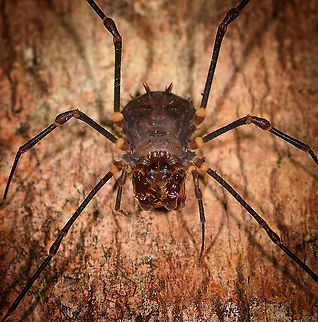 Large Opilion/Harvestman - closeup, Andasibe, Madagascar Found on a tree during a night tour in the Andasibe area.
https://www.jungledragon.com/image/86015/large_opilionharvestman_andasibe_madagascar.html Africa,Andasibe,Geotagged,Madagascar,Madagascar 2019,Winter,World