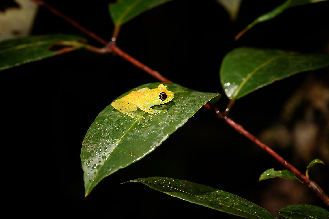 Green bright-eyed frog - side view, Andasibe, Madagascar A beautiful endemic from Madagascar, like almost all frogs found in Madagascar. &quot;Bright-eyed&quot; refers to the genus Boophis, &quot;Green&quot; is not to be taken literally. It is often green to yellow but it has the ability to change color and can even appear brown. Key characteristic of this species is the blue outer iris.<br />
<figure class="photo"><a href="https://www.jungledragon.com/image/86020/green_bright-eyed_frog_-_side_view_2_andasibe_madagascar.html" title="Green bright-eyed frog - side view 2, Andasibe, Madagascar"><img src="https://s3.amazonaws.com/media.jungledragon.com/images/2/86020_thumb.jpg?AWSAccessKeyId=05GMT0V3GWVNE7GGM1R2&Expires=1759968010&Signature=34hzNG9zBNsYT50gOa3ViRNUYWM%3D" width="200" height="134" alt="Green bright-eyed frog - side view 2, Andasibe, Madagascar A beautiful endemic from Madagascar, like almost all frogs found in Madagascar. &quot;Bright-eyed&quot; refers to the genus Boophis, &quot;Green&quot; is not to be taken literally. It is often green to yellow but it has the ability to change color and can even appear brown. Key characteristic of this species is the blue outer iris.<br />
https://www.jungledragon.com/image/86017/green_bright-eyed_frog_-_side_view_andasibe_madagascar.html<br />
https://www.jungledragon.com/image/86018/green_bright-eyed_frog_-_closeup_andasibe_madagascar.html<br />
https://www.jungledragon.com/image/86019/green_bright-eyed_frog_-_front_view_andasibe_madagascar.html Africa,Andasibe,Boophis viridis,Geotagged,Green bright-eyed frog,Madagascar,Madagascar 2019,Winter,World" /></a></figure><br />
<figure class="photo"><a href="https://www.jungledragon.com/image/86018/green_bright-eyed_frog_-_closeup_andasibe_madagascar.html" title="Green bright-eyed frog - closeup, Andasibe, Madagascar"><img src="https://s3.amazonaws.com/media.jungledragon.com/images/2/86018_thumb.jpg?AWSAccessKeyId=05GMT0V3GWVNE7GGM1R2&Expires=1759968010&Signature=n2cvHAuUfPFh%2FHo7o%2FRPuXNmngg%3D" width="200" height="134" alt="Green bright-eyed frog - closeup, Andasibe, Madagascar A beautiful endemic from Madagascar, like almost all frogs found in Madagascar. &quot;Bright-eyed&quot; refers to the genus Boophis, &quot;Green&quot; is not to be taken literally. It is often green to yellow but it has the ability to change color and can even appear brown. Key characteristic of this species is the blue outer iris.<br />
https://www.jungledragon.com/image/86017/green_bright-eyed_frog_-_side_view_andasibe_madagascar.html<br />
https://www.jungledragon.com/image/86020/green_bright-eyed_frog_-_side_view_2_andasibe_madagascar.html<br />
https://www.jungledragon.com/image/86019/green_bright-eyed_frog_-_front_view_andasibe_madagascar.html Africa,Andasibe,Boophis viridis,Geotagged,Green bright-eyed frog,Madagascar,Madagascar 2019,Winter,World" /></a></figure><br />
<figure class="photo"><a href="https://www.jungledragon.com/image/86019/green_bright-eyed_frog_-_front_view_andasibe_madagascar.html" title="Green bright-eyed frog - front view, Andasibe, Madagascar"><img src="https://s3.amazonaws.com/media.jungledragon.com/images/2/86019_thumb.jpg?AWSAccessKeyId=05GMT0V3GWVNE7GGM1R2&Expires=1759968010&Signature=SUGEs56IMqCvVjtDihFO0dIBvBc%3D" width="200" height="196" alt="Green bright-eyed frog - front view, Andasibe, Madagascar A beautiful endemic from Madagascar, like almost all frogs found in Madagascar. &quot;Bright-eyed&quot; refers to the genus Boophis, &quot;Green&quot; is not to be taken literally. It is often green to yellow but it has the ability to change color and can even appear brown. Key characteristic of this species is the blue outer iris.<br />
https://www.jungledragon.com/image/86017/green_bright-eyed_frog_-_side_view_andasibe_madagascar.html<br />
https://www.jungledragon.com/image/86020/green_bright-eyed_frog_-_side_view_2_andasibe_madagascar.html<br />
https://www.jungledragon.com/image/86018/green_bright-eyed_frog_-_closeup_andasibe_madagascar.html Africa,Andasibe,Boophis viridis,Green bright-eyed frog,Madagascar,Madagascar 2019,World" /></a></figure> Africa,Andasibe,Boophis viridis,Geotagged,Green bright-eyed frog,Madagascar,Madagascar 2019,Winter,World
