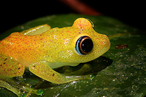 Green bright-eyed frog - closeup, Andasibe, Madagascar A beautiful endemic from Madagascar, like almost all frogs found in Madagascar. "Bright-eyed" refers to the genus Boophis, "Green" is not to be taken literally. It is often green to yellow but it has the ability to change color and can even appear brown. Key characteristic of this species is the blue outer iris.
https://www.jungledragon.com/image/86017/green_bright-eyed_frog_-_side_view_andasibe_madagascar.html
https://www.jungledragon.com/image/86020/green_bright-eyed_frog_-_side_view_2_andasibe_madagascar.html
https://www.jungledragon.com/image/86019/green_bright-eyed_frog_-_front_view_andasibe_madagascar.html Africa,Andasibe,Boophis viridis,Geotagged,Green bright-eyed frog,Madagascar,Madagascar 2019,Winter,World