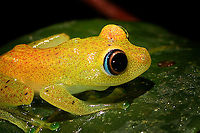 Green bright-eyed frog - closeup, Andasibe, Madagascar A beautiful endemic from Madagascar, like almost all frogs found in Madagascar. "Bright-eyed" refers to the genus Boophis, "Green" is not to be taken literally. It is often green to yellow but it has the ability to change color and can even appear brown. Key characteristic of this species is the blue outer iris.<br />
https://www.jungledragon.com/image/86017/green_bright-eyed_frog_-_side_view_andasibe_madagascar.html<br />
https://www.jungledragon.com/image/86020/green_bright-eyed_frog_-_side_view_2_andasibe_madagascar.html<br />
https://www.jungledragon.com/image/86019/green_bright-eyed_frog_-_front_view_andasibe_madagascar.html Africa,Andasibe,Boophis viridis,Geotagged,Green bright-eyed frog,Madagascar,Madagascar 2019,Winter,World