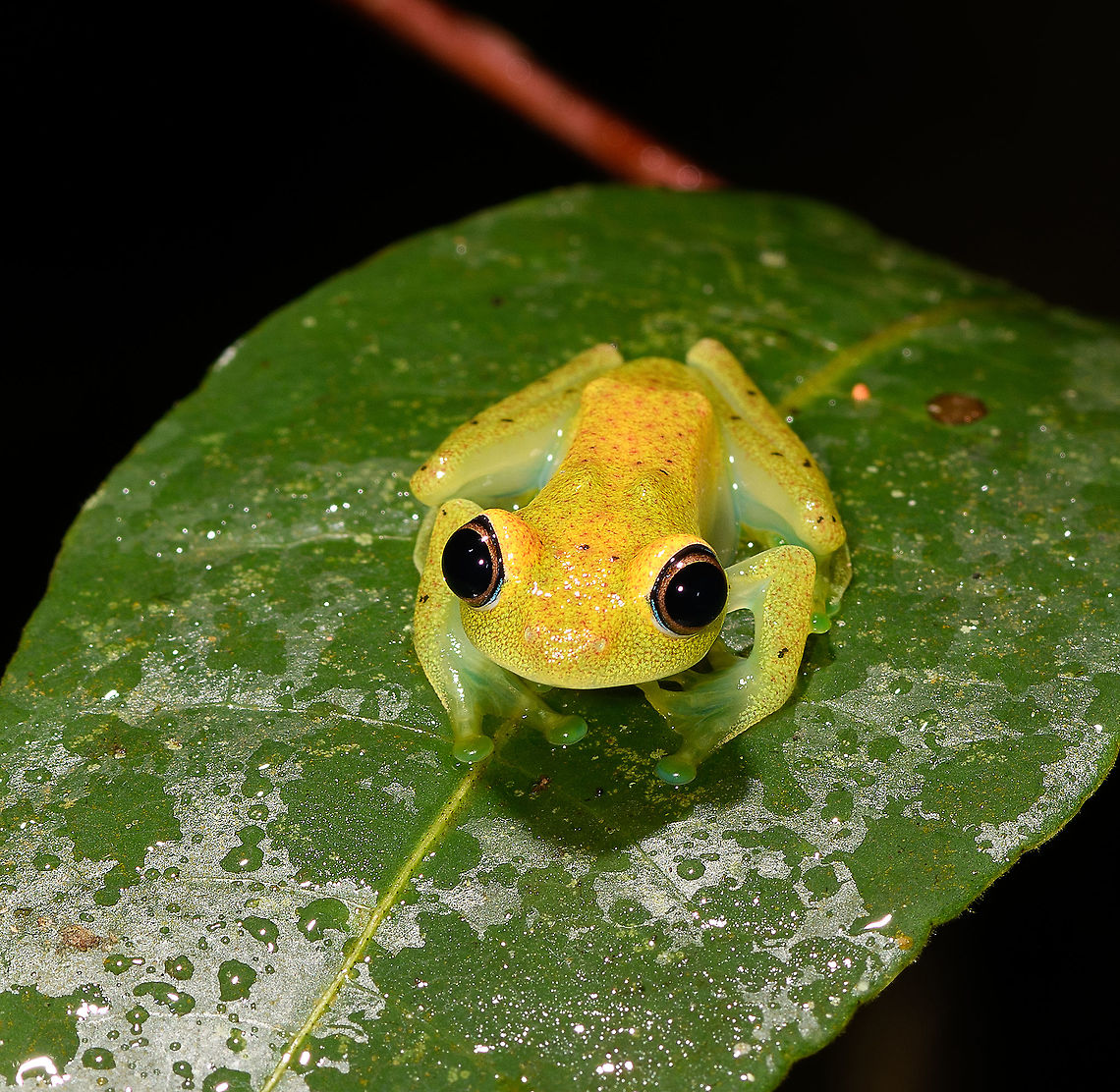 Green bright-eyed frog - front view, Andasibe, Madagascar A beautiful endemic from Madagascar, like almost all frogs found in Madagascar. &quot;Bright-eyed&quot; refers to the genus Boophis, &quot;Green&quot; is not to be taken literally. It is often green to yellow but it has the ability to change color and can even appear brown. Key characteristic of this species is the blue outer iris.<br />
<figure class="photo"><a href="https://www.jungledragon.com/image/86017/green_bright-eyed_frog_-_side_view_andasibe_madagascar.html" title="Green bright-eyed frog - side view, Andasibe, Madagascar"><img src="https://s3.amazonaws.com/media.jungledragon.com/images/2/86017_thumb.jpg?AWSAccessKeyId=05GMT0V3GWVNE7GGM1R2&Expires=1759968010&Signature=FfGbhp8q%2BOXGt4tyT3vtFgrMhTw%3D" width="200" height="134" alt="Green bright-eyed frog - side view, Andasibe, Madagascar A beautiful endemic from Madagascar, like almost all frogs found in Madagascar. &quot;Bright-eyed&quot; refers to the genus Boophis, &quot;Green&quot; is not to be taken literally. It is often green to yellow but it has the ability to change color and can even appear brown. Key characteristic of this species is the blue outer iris.<br />
https://www.jungledragon.com/image/86020/green_bright-eyed_frog_-_side_view_2_andasibe_madagascar.html<br />
https://www.jungledragon.com/image/86018/green_bright-eyed_frog_-_closeup_andasibe_madagascar.html<br />
https://www.jungledragon.com/image/86019/green_bright-eyed_frog_-_front_view_andasibe_madagascar.html Africa,Andasibe,Boophis viridis,Geotagged,Green bright-eyed frog,Madagascar,Madagascar 2019,Winter,World" /></a></figure><br />
<figure class="photo"><a href="https://www.jungledragon.com/image/86020/green_bright-eyed_frog_-_side_view_2_andasibe_madagascar.html" title="Green bright-eyed frog - side view 2, Andasibe, Madagascar"><img src="https://s3.amazonaws.com/media.jungledragon.com/images/2/86020_thumb.jpg?AWSAccessKeyId=05GMT0V3GWVNE7GGM1R2&Expires=1759968010&Signature=34hzNG9zBNsYT50gOa3ViRNUYWM%3D" width="200" height="134" alt="Green bright-eyed frog - side view 2, Andasibe, Madagascar A beautiful endemic from Madagascar, like almost all frogs found in Madagascar. &quot;Bright-eyed&quot; refers to the genus Boophis, &quot;Green&quot; is not to be taken literally. It is often green to yellow but it has the ability to change color and can even appear brown. Key characteristic of this species is the blue outer iris.<br />
https://www.jungledragon.com/image/86017/green_bright-eyed_frog_-_side_view_andasibe_madagascar.html<br />
https://www.jungledragon.com/image/86018/green_bright-eyed_frog_-_closeup_andasibe_madagascar.html<br />
https://www.jungledragon.com/image/86019/green_bright-eyed_frog_-_front_view_andasibe_madagascar.html Africa,Andasibe,Boophis viridis,Geotagged,Green bright-eyed frog,Madagascar,Madagascar 2019,Winter,World" /></a></figure><br />
<figure class="photo"><a href="https://www.jungledragon.com/image/86018/green_bright-eyed_frog_-_closeup_andasibe_madagascar.html" title="Green bright-eyed frog - closeup, Andasibe, Madagascar"><img src="https://s3.amazonaws.com/media.jungledragon.com/images/2/86018_thumb.jpg?AWSAccessKeyId=05GMT0V3GWVNE7GGM1R2&Expires=1759968010&Signature=n2cvHAuUfPFh%2FHo7o%2FRPuXNmngg%3D" width="200" height="134" alt="Green bright-eyed frog - closeup, Andasibe, Madagascar A beautiful endemic from Madagascar, like almost all frogs found in Madagascar. &quot;Bright-eyed&quot; refers to the genus Boophis, &quot;Green&quot; is not to be taken literally. It is often green to yellow but it has the ability to change color and can even appear brown. Key characteristic of this species is the blue outer iris.<br />
https://www.jungledragon.com/image/86017/green_bright-eyed_frog_-_side_view_andasibe_madagascar.html<br />
https://www.jungledragon.com/image/86020/green_bright-eyed_frog_-_side_view_2_andasibe_madagascar.html<br />
https://www.jungledragon.com/image/86019/green_bright-eyed_frog_-_front_view_andasibe_madagascar.html Africa,Andasibe,Boophis viridis,Geotagged,Green bright-eyed frog,Madagascar,Madagascar 2019,Winter,World" /></a></figure> Africa,Andasibe,Boophis viridis,Green bright-eyed frog,Madagascar,Madagascar 2019,World