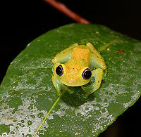 Green bright-eyed frog - front view, Andasibe, Madagascar A beautiful endemic from Madagascar, like almost all frogs found in Madagascar. "Bright-eyed" refers to the genus Boophis, "Green" is not to be taken literally. It is often green to yellow but it has the ability to change color and can even appear brown. Key characteristic of this species is the blue outer iris.<br />
https://www.jungledragon.com/image/86017/green_bright-eyed_frog_-_side_view_andasibe_madagascar.html<br />
https://www.jungledragon.com/image/86020/green_bright-eyed_frog_-_side_view_2_andasibe_madagascar.html<br />
https://www.jungledragon.com/image/86018/green_bright-eyed_frog_-_closeup_andasibe_madagascar.html Africa,Andasibe,Boophis viridis,Green bright-eyed frog,Madagascar,Madagascar 2019,World