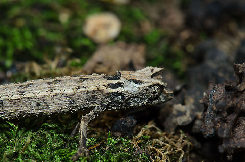Domergue's Leaf Chameleon, Pyreras Reserve, Madagascar This is a member of the leaf chameleon family, which are found on the forest floors in very specific parts of Madagascar. They are generally small, flat and well camouflaged. Other than that, little is known about these awesome species. Brookesia thieli,Domergues Leaf Chameleon,Madagascar,Pyreras Reserve