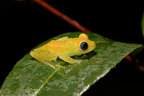 Green bright-eyed frog - side view 2, Andasibe, Madagascar A beautiful endemic from Madagascar, like almost all frogs found in Madagascar. "Bright-eyed" refers to the genus Boophis, "Green" is not to be taken literally. It is often green to yellow but it has the ability to change color and can even appear brown. Key characteristic of this species is the blue outer iris.
https://www.jungledragon.com/image/86017/green_bright-eyed_frog_-_side_view_andasibe_madagascar.html
https://www.jungledragon.com/image/86018/green_bright-eyed_frog_-_closeup_andasibe_madagascar.html
https://www.jungledragon.com/image/86019/green_bright-eyed_frog_-_front_view_andasibe_madagascar.html Africa,Andasibe,Boophis viridis,Geotagged,Green bright-eyed frog,Madagascar,Madagascar 2019,Winter,World