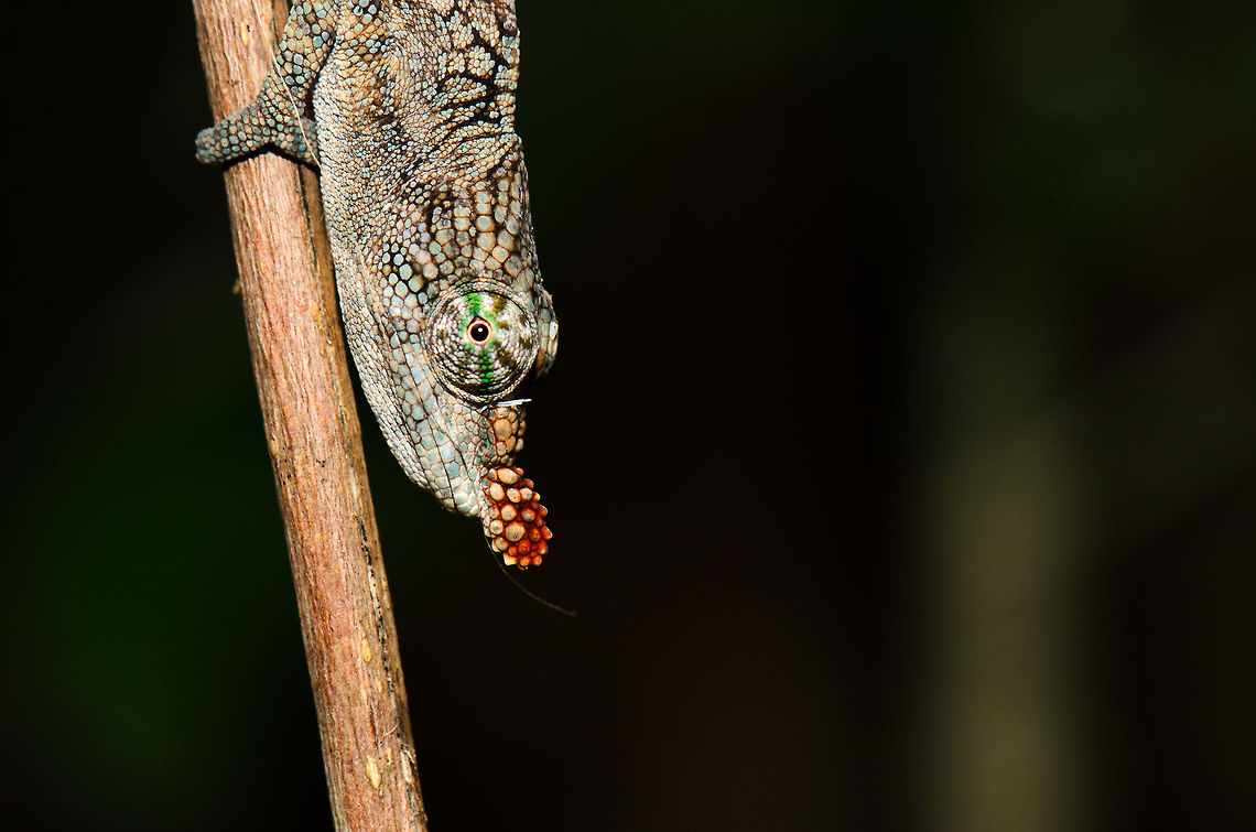 Lance-nosed chameleon head closeup  Calumma gallus,Lance-nosed chameleon,Madagascar,Pyreras Reserve