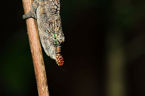 Lance-nosed chameleon head closeup  Calumma gallus,Lance-nosed chameleon,Madagascar,Pyreras Reserve