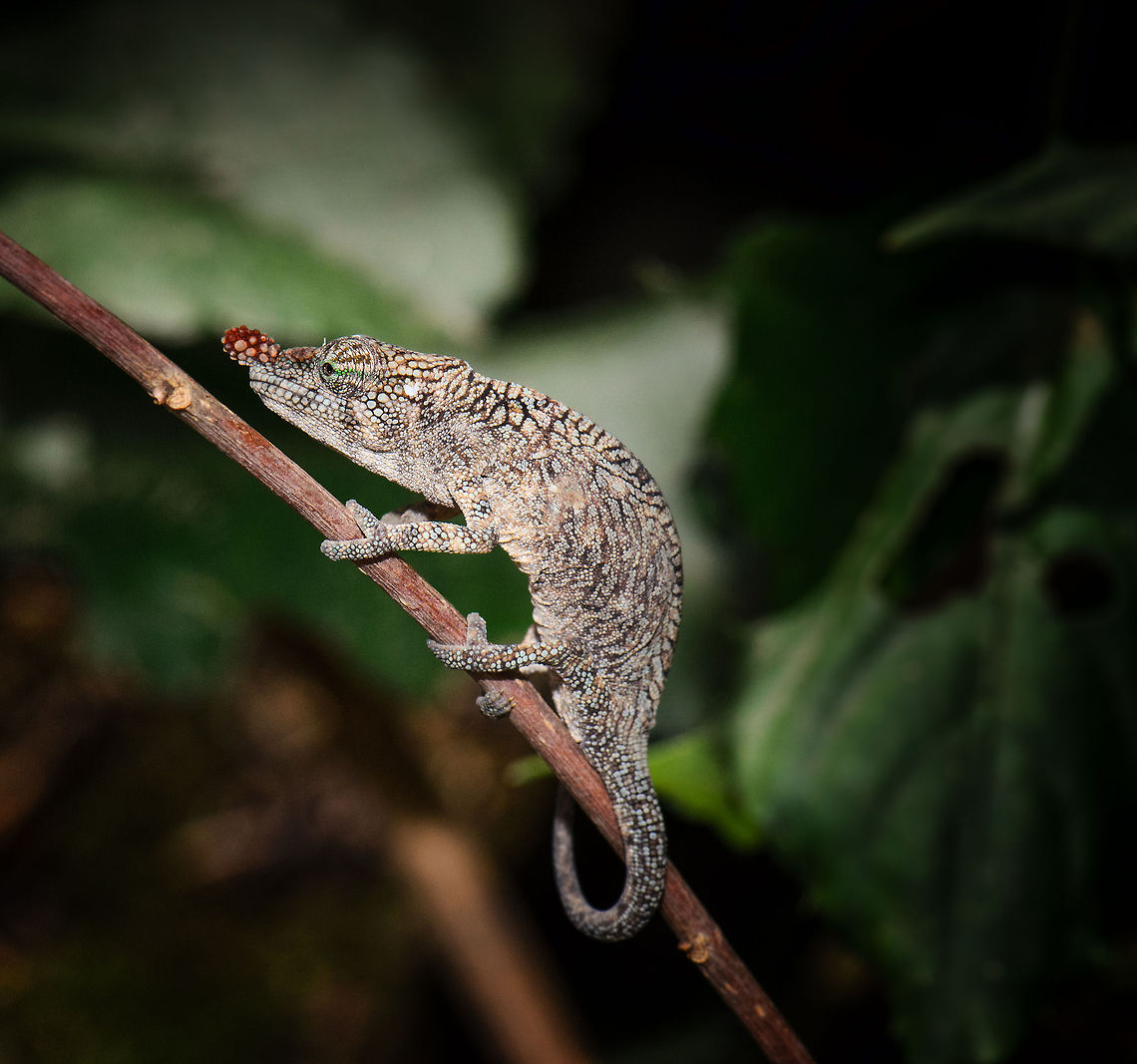 Rhinoceros Chameleon full body Full body shot of likely a female Rhinoceros chameleon in Madagascar. Calumma gallus,Lance-nosed chameleon,Madagascar,Pyreras Reserve