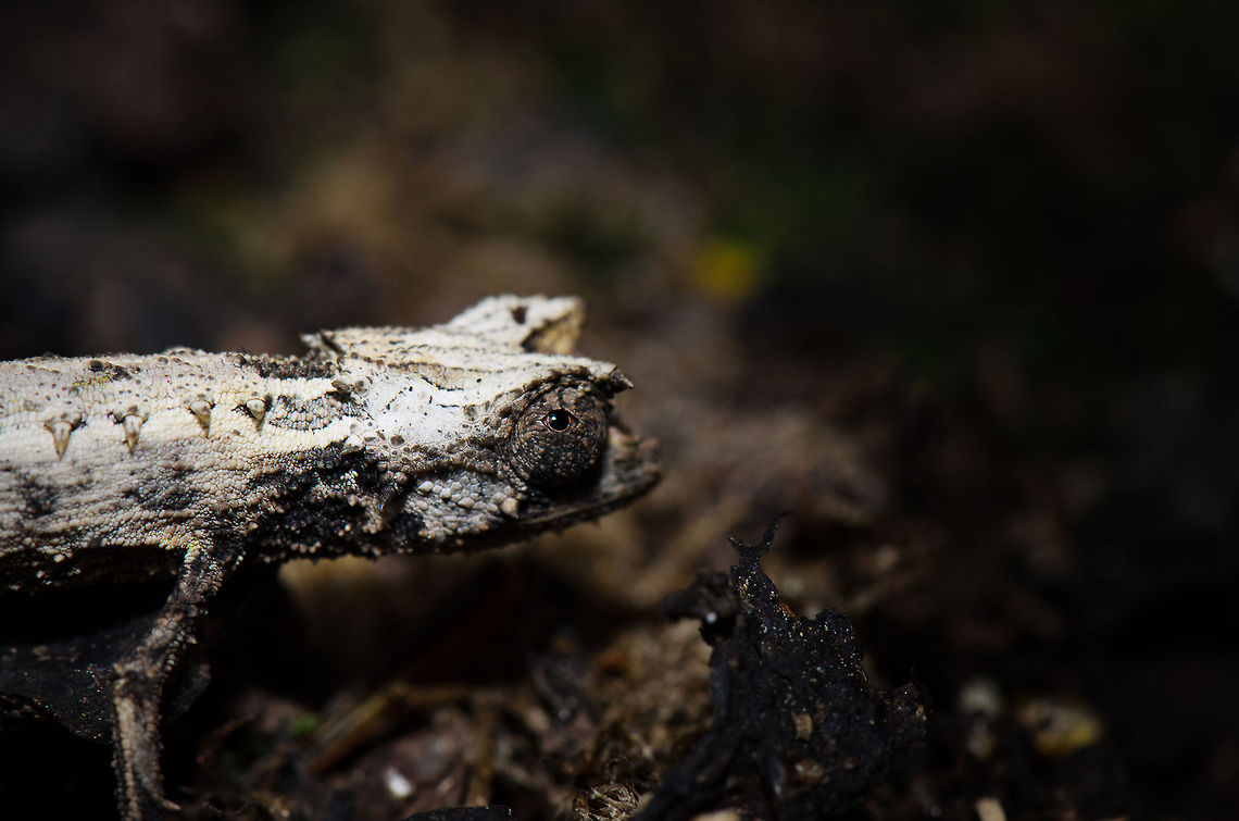 Domergue's Leaf Chameleon - 2, Pyreras Reserve, Madagascar This is a member of the leaf chameleon family, which are found on the forest floors in very specific parts of Madagascar. They are generally small, flat and well camouflaged. Other than that, little is known about these awesome species. Brookesia thieli,Domergues Leaf Chameleon,Madagascar,Pyreras Reserve