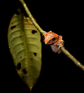 Boophis roseipalmatus - 2, Andasibe, Madagascar A second individual of Boophis roseipalmatus found during the same night tour in Andasibe, about 50 minutes apart. 
https://www.jungledragon.com/image/86062/boophis_roseipalmatus_-_2_-_closeup_andasibe_madagascar.html
As discussed in the first observation...

https://www.jungledragon.com/image/86011/boophis_roseipalmatus_-_closeup_andasibe_madagascar.html
...it's an unexpected observation as this species is described as only found in the north. Africa,Andasibe,Boophis roseipalmatus,Geotagged,Madagascar,Madagascar 2019,Winter,World