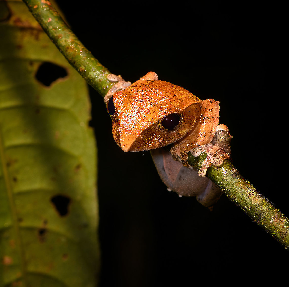 Boophis roseipalmatus - 2 - closeup, Andasibe, Madagascar A second individual of Boophis roseipalmatus found during the same night tour in Andasibe, about 50 minutes apart. <br />
<figure class="photo"><a href="https://www.jungledragon.com/image/86061/boophis_roseipalmatus_-_2_andasibe_madagascar.html" title="Boophis roseipalmatus - 2, Andasibe, Madagascar"><img src="https://s3.amazonaws.com/media.jungledragon.com/images/2/86061_thumb.jpg?AWSAccessKeyId=05GMT0V3GWVNE7GGM1R2&Expires=1767225610&Signature=sw8FAFfhNYvA1UI07WGwW773j5o%3D" width="138" height="152" alt="Boophis roseipalmatus - 2, Andasibe, Madagascar A second individual of Boophis roseipalmatus found during the same night tour in Andasibe, about 50 minutes apart. <br />
https://www.jungledragon.com/image/86062/boophis_roseipalmatus_-_2_-_closeup_andasibe_madagascar.html<br />
As discussed in the first observation...<br />
<br />
https://www.jungledragon.com/image/86011/boophis_roseipalmatus_-_closeup_andasibe_madagascar.html<br />
...it&#039;s an unexpected observation as this species is described as only found in the north. Africa,Andasibe,Boophis roseipalmatus,Geotagged,Madagascar,Madagascar 2019,Winter,World" /></a></figure><br />
As discussed in the first observation...<br />
<br />
<figure class="photo"><a href="https://www.jungledragon.com/image/86011/boophis_roseipalmatus_-_closeup_andasibe_madagascar.html" title="Boophis roseipalmatus - closeup, Andasibe, Madagascar"><img src="https://s3.amazonaws.com/media.jungledragon.com/images/2/86011_thumb.jpg?AWSAccessKeyId=05GMT0V3GWVNE7GGM1R2&Expires=1767225610&Signature=aWbYiKm95UTAHBNo9%2Fi5rWsgyLU%3D" width="200" height="134" alt="Boophis roseipalmatus - closeup, Andasibe, Madagascar This was first suggested as Boophis madagascariensis. However, a leading expert in Madagascar amphibians (Dr Mark D. Scherz) thinks it is Boophis roseipalmatus instead. Which would be surprising as Boophis roseipalmatus has only been described in 2010 as a species from the north. It is not expected to occur here in Andasibe.<br />
<br />
I&#039;m tentatively ID-ing it as Boophis madagascariensis because Mark&#039;s judgement carries a lot of weight. Should in the follow-up anything change, I will update the ID.<br />
https://www.jungledragon.com/image/86010/boophis_roseipalmatus_andasibe_madagascar.html Africa,Andasibe,Boophis roseipalmatus,Geotagged,Madagascar,Madagascar 2019,Winter,World" /></a></figure><br />
...it&#039;s an unexpected observation as this species is described as only found in the north. Africa,Andasibe,Boophis roseipalmatus,Geotagged,Madagascar,Madagascar 2019,Winter,World
