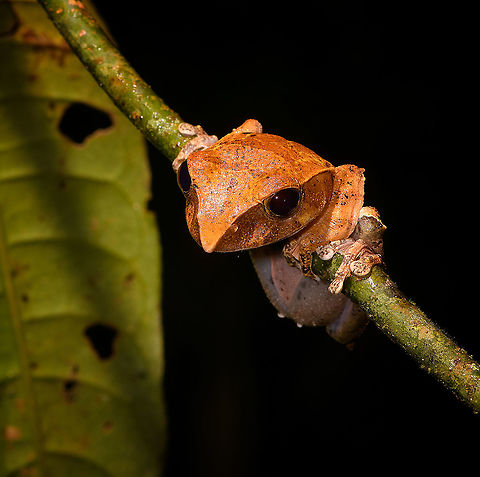 Boophis roseipalmatus - 2 - closeup, Andasibe, Madagascar A second individual of Boophis roseipalmatus found during the same night tour in Andasibe, about 50 minutes apart. 
https://www.jungledragon.com/image/86061/boophis_roseipalmatus_-_2_andasibe_madagascar.html
As discussed in the first observation...

https://www.jungledragon.com/image/86011/boophis_roseipalmatus_-_closeup_andasibe_madagascar.html
...it's an unexpected observation as this species is described as only found in the north. Africa,Andasibe,Boophis roseipalmatus,Geotagged,Madagascar,Madagascar 2019,Winter,World