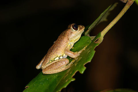Warty bright-eyed frog, Andasibe, Madagascar Found during a night tour in Andasibe. Only have this single angle, sorry. Africa,Andasibe,Boophis guibei,Geotagged,Madagascar,Madagascar 2019,Winter,World
