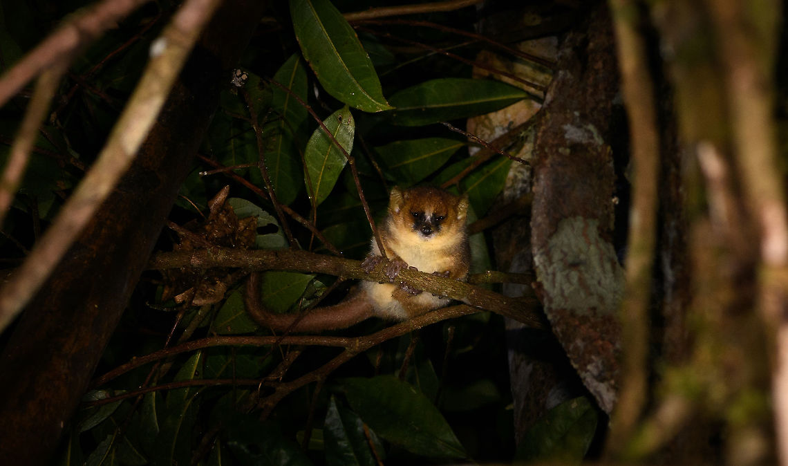Goodmans mouse lemur, Andasibe, Madagascar A lovely spontaneous encounter with this mouse lemur, as often such encounters are planned. They are commonly lured during night tours by spreading banana pulp on trees. Or, in Kirindy, they are so well studied that they are always found, within minutes. <br />
<br />
Our guide described it as Goodmans mouse lemur. This superficially matches visually and the distribution checks out as well. Still, I don't understand how to tell apart a male Brown mouse lemur from this species. For the time being, taking our guide's word for it. Africa,Andasibe,Geotagged,Goodmans mouse lemur,Madagascar,Madagascar 2019,Microcebus lehilahytsara,Winter,World