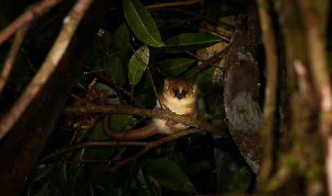 Goodmans mouse lemur, Andasibe, Madagascar A lovely spontaneous encounter with this mouse lemur, as often such encounters are planned. They are commonly lured during night tours by spreading banana pulp on trees. Or, in Kirindy, they are so well studied that they are always found, within minutes. 

Our guide described it as Goodmans mouse lemur. This superficially matches visually and the distribution checks out as well. Still, I don't understand how to tell apart a male Brown mouse lemur from this species. For the time being, taking our guide's word for it. Africa,Andasibe,Geotagged,Goodmans mouse lemur,Madagascar,Madagascar 2019,Microcebus lehilahytsara,Winter,World
