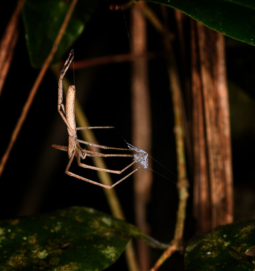 Deinopis madagascariensis - side view, Andasibe, Madagascar <figure class="photo"><a href="https://www.jungledragon.com/image/86066/deinopis_madagascariensis_-_front_view_andasibe_madagascar.html" title="Deinopis madagascariensis - front view, Andasibe, Madagascar"><img src="https://s3.amazonaws.com/media.jungledragon.com/images/2/86066_thumb.jpg?AWSAccessKeyId=05GMT0V3GWVNE7GGM1R2&Expires=1759968010&Signature=XTvWzXh%2FhKOohVDEWlBhNOeR2Xo%3D" width="200" height="152" alt="Deinopis madagascariensis - front view, Andasibe, Madagascar https://www.jungledragon.com/image/86065/deinopis_madagascariensis_-_side_view_andasibe_madagascar.html<br />
I was thrilled to come across this awesome spider during a night tour in Andasibe. Net-casting spiders have a highly specialized and skillful way to catch prey. Instead of spinning a large cog web, they produce a tiny net-like web which they &quot;hand hold&quot; with their front legs. The spider has highly adapted vision to not just see in poor light, also to do so in a very wide angle. When a victim approaches the web, the spider will stretch out the net and cast it on its victim. <br />
<br />
An unusual and impressive strategy, but it becomes even more amazing when you realize the speed and timing of it. This is a millisecond operation:<br />
<br />
https://www.youtube.com/watch?v=QyRPrax9MJU Africa,Andasibe,Deinopis madagascariensis,Geotagged,Madagascar,Madagascar 2019,Winter,World" /></a></figure><br />
I was thrilled to come across this awesome spider during a night tour in Andasibe. Net-casting spiders have a highly specialized and skillful way to catch prey. Instead of spinning a large cog web, they produce a tiny net-like web which they &quot;hand hold&quot; with their front legs. The spider has highly adapted vision to not just see in poor light, also to do so in a very wide angle. When a victim approaches the web, the spider will stretch out the net and cast it on its victim. <br />
<br />
An unusual and impressive strategy, but it becomes even more amazing when you realize the speed and timing of it. This is a millisecond operation:<br />
<br />
<section class="video"><iframe width="448" height="282" src="https://www.youtube-nocookie.com/embed/QyRPrax9MJU?hd=1&autoplay=0&rel=0" frameborder="0" allowfullscreen></iframe></section> Africa,Andasibe,Deinopis madagascariensis,Madagascar,Madagascar 2019,World
