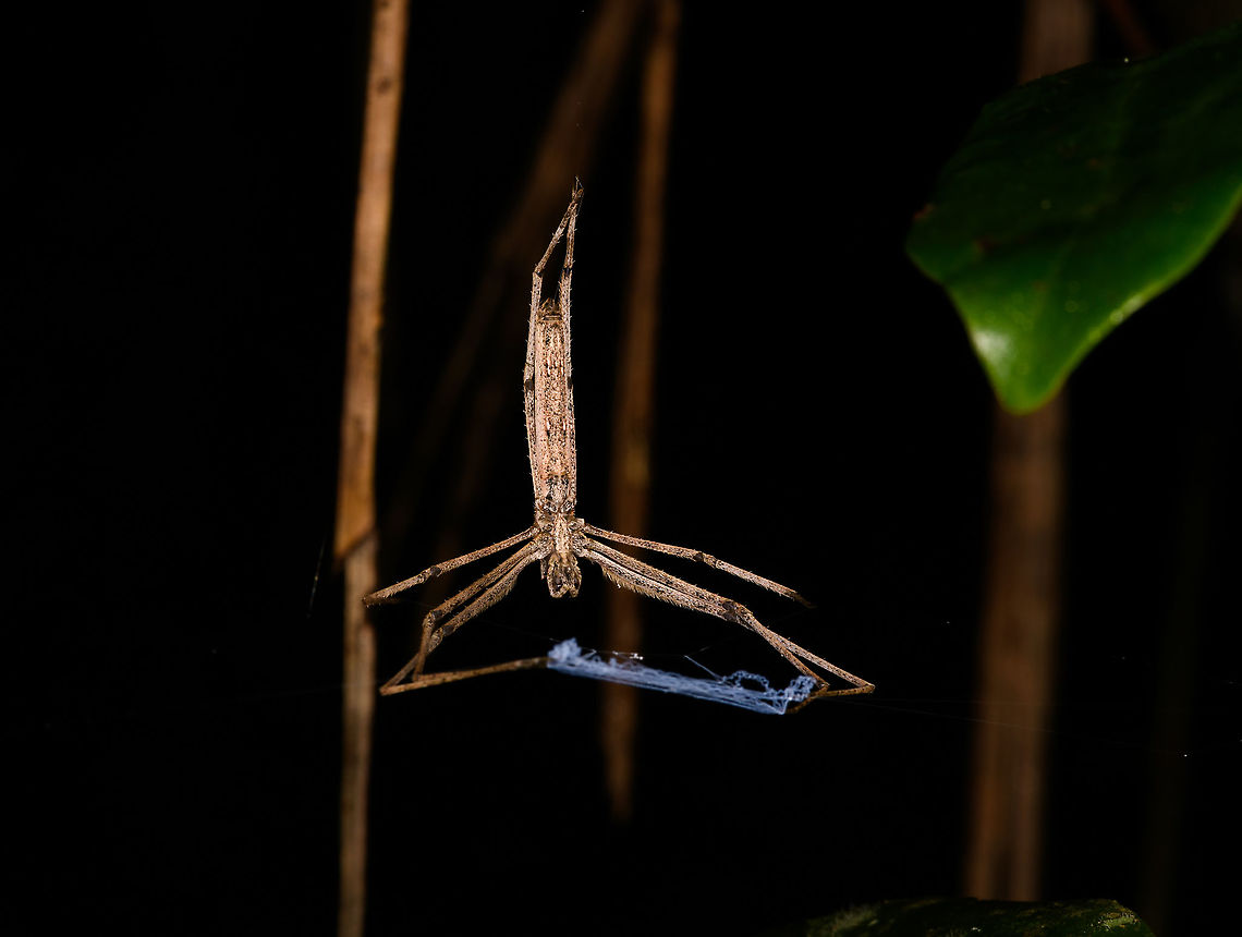 Deinopis madagascariensis - front view, Andasibe, Madagascar <figure class="photo"><a href="https://www.jungledragon.com/image/86065/deinopis_madagascariensis_-_side_view_andasibe_madagascar.html" title="Deinopis madagascariensis - side view, Andasibe, Madagascar"><img src="https://s3.amazonaws.com/media.jungledragon.com/images/2/86065_thumb.jpg?AWSAccessKeyId=05GMT0V3GWVNE7GGM1R2&Expires=1759968010&Signature=Rq13Qr4K1Q%2BOLJVq2OvnCXODxkE%3D" width="144" height="152" alt="Deinopis madagascariensis - side view, Andasibe, Madagascar https://www.jungledragon.com/image/86066/deinopis_madagascariensis_-_front_view_andasibe_madagascar.html<br />
I was thrilled to come across this awesome spider during a night tour in Andasibe. Net-casting spiders have a highly specialized and skillful way to catch prey. Instead of spinning a large cog web, they produce a tiny net-like web which they &quot;hand hold&quot; with their front legs. The spider has highly adapted vision to not just see in poor light, also to do so in a very wide angle. When a victim approaches the web, the spider will stretch out the net and cast it on its victim. <br />
<br />
An unusual and impressive strategy, but it becomes even more amazing when you realize the speed and timing of it. This is a millisecond operation:<br />
<br />
https://www.youtube.com/watch?v=QyRPrax9MJU Africa,Andasibe,Deinopis madagascariensis,Madagascar,Madagascar 2019,World" /></a></figure><br />
I was thrilled to come across this awesome spider during a night tour in Andasibe. Net-casting spiders have a highly specialized and skillful way to catch prey. Instead of spinning a large cog web, they produce a tiny net-like web which they &quot;hand hold&quot; with their front legs. The spider has highly adapted vision to not just see in poor light, also to do so in a very wide angle. When a victim approaches the web, the spider will stretch out the net and cast it on its victim. <br />
<br />
An unusual and impressive strategy, but it becomes even more amazing when you realize the speed and timing of it. This is a millisecond operation:<br />
<br />
<section class="video"><iframe width="448" height="282" src="https://www.youtube-nocookie.com/embed/QyRPrax9MJU?hd=1&autoplay=0&rel=0" frameborder="0" allowfullscreen></iframe></section> Africa,Andasibe,Deinopis madagascariensis,Geotagged,Madagascar,Madagascar 2019,Winter,World