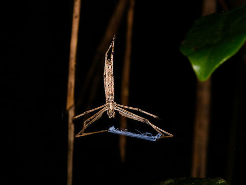 Deinopis madagascariensis - front view, Andasibe, Madagascar https://www.jungledragon.com/image/86065/deinopis_madagascariensis_-_side_view_andasibe_madagascar.html
I was thrilled to come across this awesome spider during a night tour in Andasibe. Net-casting spiders have a highly specialized and skillful way to catch prey. Instead of spinning a large cog web, they produce a tiny net-like web which they "hand hold" with their front legs. The spider has highly adapted vision to not just see in poor light, also to do so in a very wide angle. When a victim approaches the web, the spider will stretch out the net and cast it on its victim. 

An unusual and impressive strategy, but it becomes even more amazing when you realize the speed and timing of it. This is a millisecond operation:

https://www.youtube.com/watch?v=QyRPrax9MJU Africa,Andasibe,Deinopis madagascariensis,Geotagged,Madagascar,Madagascar 2019,Winter,World