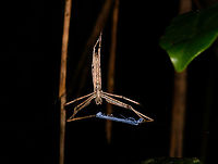 Deinopis madagascariensis - front view, Andasibe, Madagascar https://www.jungledragon.com/image/86065/deinopis_madagascariensis_-_side_view_andasibe_madagascar.html<br />
I was thrilled to come across this awesome spider during a night tour in Andasibe. Net-casting spiders have a highly specialized and skillful way to catch prey. Instead of spinning a large cog web, they produce a tiny net-like web which they "hand hold" with their front legs. The spider has highly adapted vision to not just see in poor light, also to do so in a very wide angle. When a victim approaches the web, the spider will stretch out the net and cast it on its victim. <br />
<br />
An unusual and impressive strategy, but it becomes even more amazing when you realize the speed and timing of it. This is a millisecond operation:<br />
<br />
https://www.youtube.com/watch?v=QyRPrax9MJU Africa,Andasibe,Deinopis madagascariensis,Geotagged,Madagascar,Madagascar 2019,Winter,World