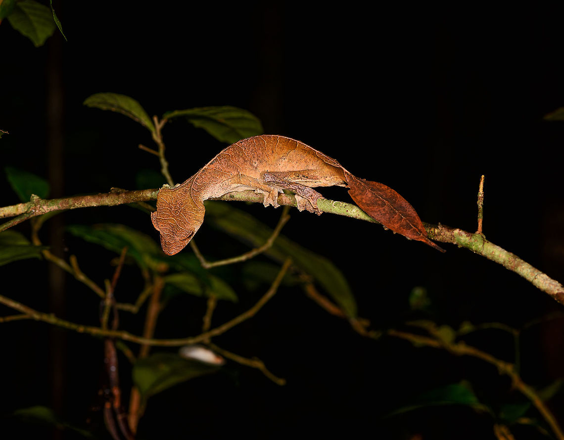 Satanic Leaf Tailed Gecko on the hunt, Andasibe, Madagascar Species in the Uroplatus genus (leaf-tailed geckos) in my opinion are the most amazing geckos in the world, nothing else comes close. They are typically photographed in their daytime hiding posture, which highlight their incredible camouflage capabilities. <br />
<br />
As few people stroll through the jungle at night, you&#039;ll find less photos of an &quot;active&quot; species. So here&#039;s a Satanic Leaf Tailed Gecko at night, on the hunt. As you can see, it no longer makes an effort to hide. It is in the open instead of hiding between leafs, and it&#039;s no longer hanging to resemble a leaf. <br />
<br />
And still...even when active it&#039;s easily mistaken for a leaf. Flash and macro emphasize the animal but I for one had totally missed it. I imagine we walked past dozens of &quot;active&quot; ones on this night.<br />
<br />
In any case...check out that tail! Africa,Andasibe,Madagascar,Madagascar 2019,Satanic Leaf Tailed Gecko,Uroplatus phantasticus,World