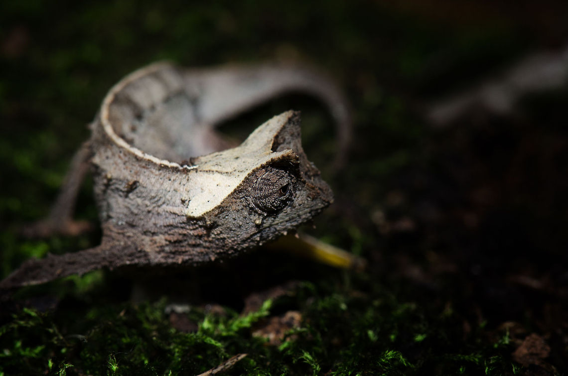 Brookesia therezieni, Pyreras Reserve, Madagascar This is a member of the leaf chameleon family, which are found on the forest floors in very specific parts of Madagascar. They are generally small, flat and well camouflaged. Other than that, little is known about these awesome species. Brookesia therezieni,Madagascar,Pyreras Reserve,brookesia therezieni