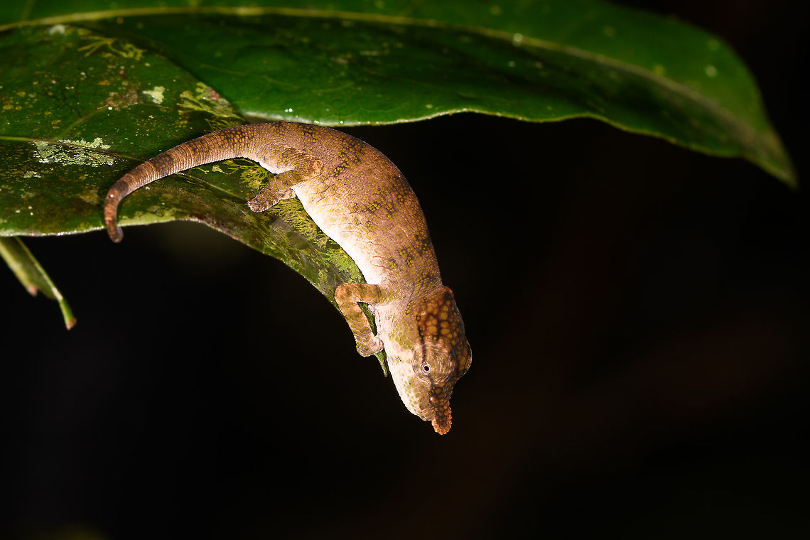 Big-nosed chameleon - side view, Andasibe, Madagascar A small chameleon found at night in the Andasibe area. The Calumma nasutum species is considered to be a species complex. Coming January, a paper is expected that will split it into several species. And they're going to be difficult to tell apart.<br />
<figure class="photo"><a href="https://www.jungledragon.com/image/86096/big-nosed_chameleon_-_top_view_andasibe_madagascar.html" title="Big-nosed chameleon - top view, Andasibe, Madagascar"><img src="https://s3.amazonaws.com/media.jungledragon.com/images/2/86096_thumb.jpg?AWSAccessKeyId=05GMT0V3GWVNE7GGM1R2&Expires=1763596810&Signature=PwRAA8iL1Z0LTK1%2Bn504NNwhsy4%3D" width="200" height="136" alt="Big-nosed chameleon - top view, Andasibe, Madagascar A small chameleon found at night in the Andasibe area. The Calumma nasutum species is considered to be a species complex. Coming January, a paper is expected that will split it into several species. And they're going to be difficult to tell apart.<br />
https://www.jungledragon.com/image/86095/big-nosed_chameleon_-_side_view_andasibe_madagascar.html<br />
https://www.jungledragon.com/image/86097/big-nosed_chameleon_andasibe_madagascar.html Africa,Andasibe,Big-nosed chameleon,Calumma nasutum,Geotagged,Madagascar,Madagascar 2019,Winter,World" /></a></figure><br />
<figure class="photo"><a href="https://www.jungledragon.com/image/86097/big-nosed_chameleon_andasibe_madagascar.html" title="Big-nosed chameleon, Andasibe, Madagascar"><img src="https://s3.amazonaws.com/media.jungledragon.com/images/2/86097_thumb.jpg?AWSAccessKeyId=05GMT0V3GWVNE7GGM1R2&Expires=1763596810&Signature=xdE0KwBqiE9XE3gePpvlTYSQOQQ%3D" width="200" height="160" alt="Big-nosed chameleon, Andasibe, Madagascar A small chameleon found at night in the Andasibe area. The Calumma nasutum species is considered to be a species complex. Coming January, a paper is expected that will split it into several species. And they're going to be difficult to tell apart.<br />
https://www.jungledragon.com/image/86095/big-nosed_chameleon_-_side_view_andasibe_madagascar.html<br />
https://www.jungledragon.com/image/86096/big-nosed_chameleon_-_top_view_andasibe_madagascar.html Africa,Andasibe,Big-nosed chameleon,Calumma nasutum,Geotagged,Madagascar,Madagascar 2019,Winter,World" /></a></figure> Africa,Andasibe,Big-nosed chameleon,Calumma nasutum,Geotagged,Madagascar,Madagascar 2019,Winter,World