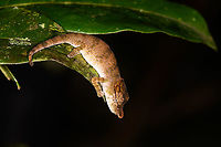 Big-nosed chameleon - side view, Andasibe, Madagascar A small chameleon found at night in the Andasibe area. The Calumma nasutum species is considered to be a species complex. Coming January, a paper is expected that will split it into several species. And they're going to be difficult to tell apart.<br />
https://www.jungledragon.com/image/86096/big-nosed_chameleon_-_top_view_andasibe_madagascar.html<br />
https://www.jungledragon.com/image/86097/big-nosed_chameleon_andasibe_madagascar.html Africa,Andasibe,Big-nosed chameleon,Calumma nasutum,Geotagged,Madagascar,Madagascar 2019,Winter,World