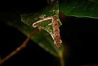 Big-nosed chameleon - top view, Andasibe, Madagascar A small chameleon found at night in the Andasibe area. The Calumma nasutum species is considered to be a species complex. Coming January, a paper is expected that will split it into several species. And they're going to be difficult to tell apart.<br />
https://www.jungledragon.com/image/86095/big-nosed_chameleon_-_side_view_andasibe_madagascar.html<br />
https://www.jungledragon.com/image/86097/big-nosed_chameleon_andasibe_madagascar.html Africa,Andasibe,Big-nosed chameleon,Calumma nasutum,Geotagged,Madagascar,Madagascar 2019,Winter,World