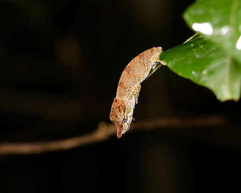 Big-nosed chameleon, Andasibe, Madagascar A small chameleon found at night in the Andasibe area. The Calumma nasutum species is considered to be a species complex. Coming January, a paper is expected that will split it into several species. And they're going to be difficult to tell apart.
https://www.jungledragon.com/image/86095/big-nosed_chameleon_-_side_view_andasibe_madagascar.html
https://www.jungledragon.com/image/86096/big-nosed_chameleon_-_top_view_andasibe_madagascar.html Africa,Andasibe,Big-nosed chameleon,Calumma nasutum,Geotagged,Madagascar,Madagascar 2019,Winter,World