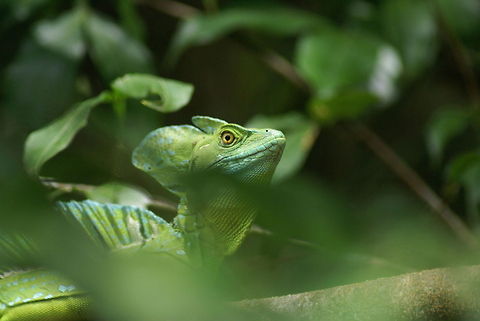 Emerald Basilisk: the real dragon 2007. The true birth of the JungleDragon. Costa Rica,Emerald Basilisk,Jesus Christ Lizard,Lizard,Reptiles,Squamata