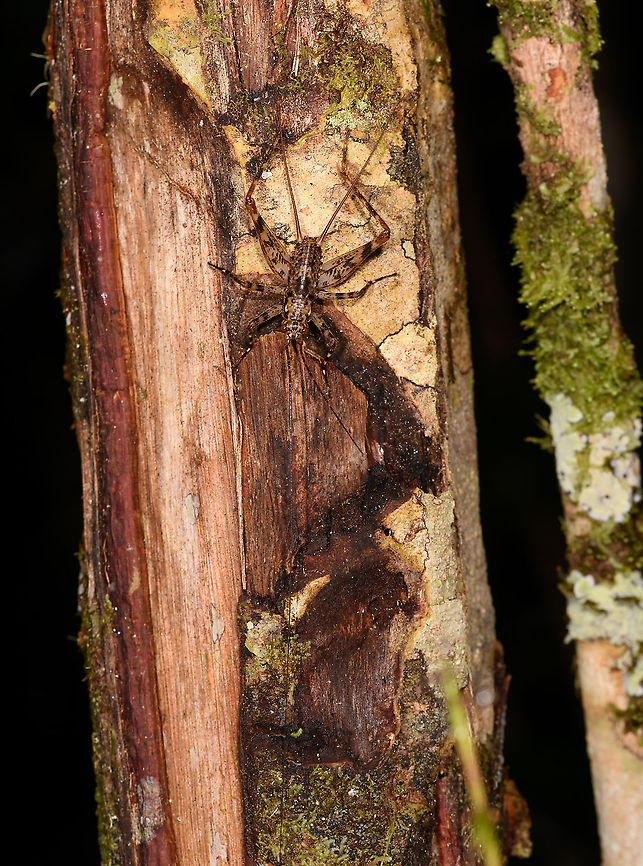 Phalangopsinae with mega antennae, Andasibe, Madagascar This seems a pretty paranoid katydid. Hard to see, but its front antennae which extend downwards in the frame, still do not fit in the photo. That means it's at least 5 times its body length. Yet there's also the lengthy cerci, the antennae-like appendages on the other end of the body, which seem unusually long. Both the antennae and the cerci's main function are to sense the environment so this little creature makes giant sweeps of its environment. Africa,Andasibe,Geotagged,Madagascar,Madagascar 2019,Winter,World