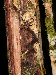 Phalangopsinae with mega antennae, Andasibe, Madagascar This seems a pretty paranoid katydid. Hard to see, but its front antennae which extend downwards in the frame, still do not fit in the photo. That means it's at least 5 times its body length. Yet there's also the lengthy cerci, the antennae-like appendages on the other end of the body, which seem unusually long. Both the antennae and the cerci's main function are to sense the environment so this little creature makes giant sweeps of its environment. Africa,Andasibe,Geotagged,Madagascar,Madagascar 2019,Winter,World