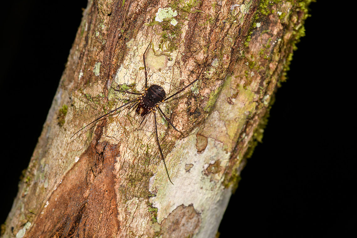 Large Opilion/Harvestman - 2, Andasibe, Madagascar A different individual yet probably the same species as this one found 50 minutes earlier:<br />
<figure class="photo"><a href="https://www.jungledragon.com/image/86016/large_opilionharvestman_-_closeup_andasibe_madagascar.html" title="Large Opilion/Harvestman - closeup, Andasibe, Madagascar"><img src="https://s3.amazonaws.com/media.jungledragon.com/images/2/86016_thumb.jpg?AWSAccessKeyId=05GMT0V3GWVNE7GGM1R2&Expires=1770854410&Signature=JSP44EImWzK0rjI%2FSVTOD28rko0%3D" width="150" height="152" alt="Large Opilion/Harvestman - closeup, Andasibe, Madagascar Found on a tree during a night tour in the Andasibe area.<br />
https://www.jungledragon.com/image/86015/large_opilionharvestman_andasibe_madagascar.html Africa,Andasibe,Geotagged,Madagascar,Madagascar 2019,Winter,World" /></a></figure> Africa,Andasibe,Geotagged,Madagascar,Madagascar 2019,Winter,World