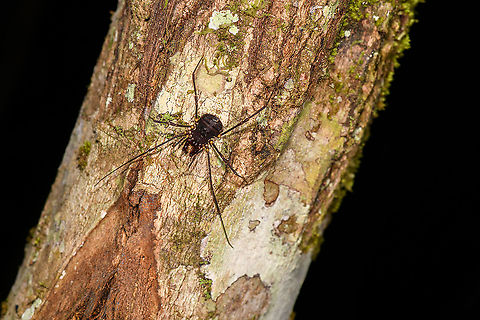 Large Opilion/Harvestman - 2, Andasibe, Madagascar A different individual yet probably the same species as this one found 50 minutes earlier:
https://www.jungledragon.com/image/86016/large_opilionharvestman_-_closeup_andasibe_madagascar.html Africa,Andasibe,Geotagged,Madagascar,Madagascar 2019,Winter,World