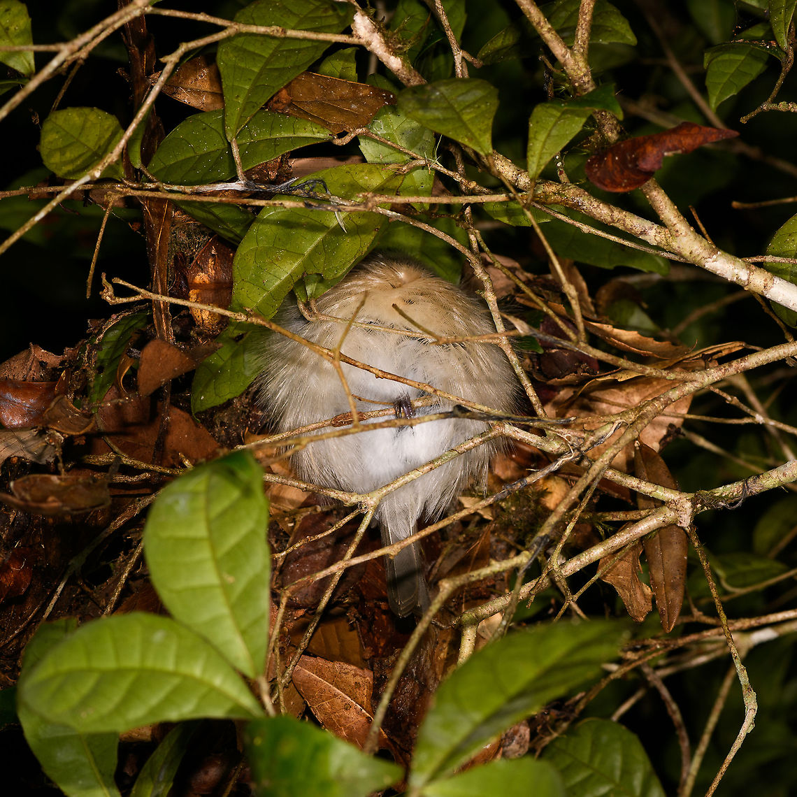 Sleeping Vanga, Andasibe, Madagascar 6 years earlier:<br />
<figure class="photo"><a href="https://www.jungledragon.com/image/10148/let_me_sleep.html" title="Let me sleep!"><img src="https://s3.amazonaws.com/media.jungledragon.com/images/2/10148_thumb.jpg?AWSAccessKeyId=05GMT0V3GWVNE7GGM1R2&Expires=1769040010&Signature=UBGwOjL1HlcmYM%2Bh9Ao5ND5gdWA%3D" width="200" height="144" alt="Let me sleep! A vanga was sleeping in the Kirindi forest until we arrived. Here it is cursing like an old sailor. Geotagged,Hook-billed Vanga,Kirindy Reserve,Madagascar,Vanga curvirostris" /></a></figure> Africa,Andasibe,Hook-billed Vanga,Madagascar,Madagascar 2019,Vanga curvirostris,World