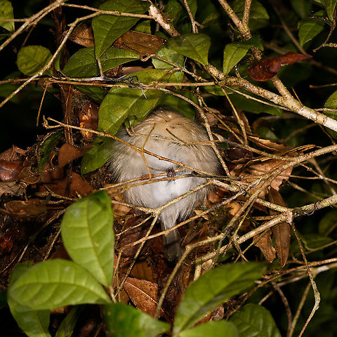 Sleeping Vanga, Andasibe, Madagascar 6 years earlier:
https://www.jungledragon.com/image/10148/let_me_sleep.html Africa,Andasibe,Hook-billed Vanga,Madagascar,Madagascar 2019,Vanga curvirostris,World