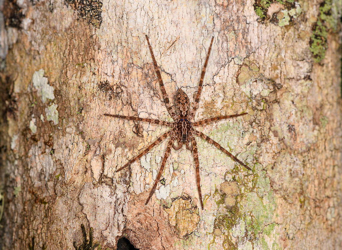 Wandering spider on tree, Andasibe, Madagascar Note in the closeup the neatly aligned blocked of 4 eyes. These are called the median eyes. Eyes to the side of the head are called &quot;lateral eyes&quot;.<br />
<figure class="photo"><a href="https://www.jungledragon.com/image/86156/wandering_spider_on_tree_-_closeup_andasibe_madagascar.html" title="Wandering spider on tree - closeup, Andasibe, Madagascar"><img src="https://s3.amazonaws.com/media.jungledragon.com/images/2/86156_thumb.jpg?AWSAccessKeyId=05GMT0V3GWVNE7GGM1R2&Expires=1765411210&Signature=l3SKGAe3aYG1viP1%2BUsyMGGQwY0%3D" width="200" height="114" alt="Wandering spider on tree - closeup, Andasibe, Madagascar Note in the closeup the neatly aligned blocked of 4 eyes. These are called the median eyes. Eyes to the side of the head are called &quot;lateral eyes&quot;.<br />
https://www.jungledragon.com/image/86155/huntsman_spider_on_tree_andasibe_madagascar.html Africa,Andasibe,Geotagged,Madagascar,Madagascar 2019,Winter,World" /></a></figure> Africa,Andasibe,Geotagged,Madagascar,Madagascar 2019,Winter,World