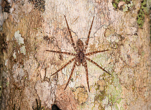 Wandering spider on tree, Andasibe, Madagascar Note in the closeup the neatly aligned blocked of 4 eyes. These are called the median eyes. Eyes to the side of the head are called "lateral eyes".
https://www.jungledragon.com/image/86156/huntsman_spider_on_tree_-_closeup_andasibe_madagascar.html Africa,Andasibe,Geotagged,Madagascar,Madagascar 2019,Winter,World