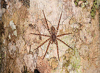 Wandering spider on tree, Andasibe, Madagascar Note in the closeup the neatly aligned blocked of 4 eyes. These are called the median eyes. Eyes to the side of the head are called "lateral eyes".<br />
https://www.jungledragon.com/image/86156/huntsman_spider_on_tree_-_closeup_andasibe_madagascar.html Africa,Andasibe,Geotagged,Madagascar,Madagascar 2019,Winter,World