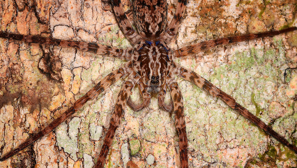 Wandering spider on tree - closeup, Andasibe, Madagascar Note in the closeup the neatly aligned blocked of 4 eyes. These are called the median eyes. Eyes to the side of the head are called &quot;lateral eyes&quot;.<br />
<figure class="photo"><a href="https://www.jungledragon.com/image/86155/wandering_spider_on_tree_andasibe_madagascar.html" title="Wandering spider on tree, Andasibe, Madagascar"><img src="https://s3.amazonaws.com/media.jungledragon.com/images/2/86155_thumb.jpg?AWSAccessKeyId=05GMT0V3GWVNE7GGM1R2&Expires=1759968010&Signature=mXQPrjysVXpDoHKDgbvGWr%2FxHn4%3D" width="200" height="148" alt="Wandering spider on tree, Andasibe, Madagascar Note in the closeup the neatly aligned blocked of 4 eyes. These are called the median eyes. Eyes to the side of the head are called &quot;lateral eyes&quot;.<br />
https://www.jungledragon.com/image/86156/huntsman_spider_on_tree_-_closeup_andasibe_madagascar.html Africa,Andasibe,Geotagged,Madagascar,Madagascar 2019,Winter,World" /></a></figure> Africa,Andasibe,Geotagged,Madagascar,Madagascar 2019,Winter,World