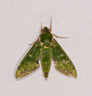 Green Hawk Moth, Andasibe, Madagascar Opening a mothing session from Andasibe where we spent a single night at a camp site. It was a difficult session in heavy rain, after a long night hike, but here goes. Africa,Andasibe,Euchloron megaera,LepiLED,Madagascar,Madagascar 2019,World