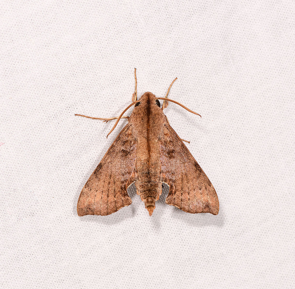 Macroglossinae, Temnora sp., Andasibe, Madagascar Candidate: Temnora elegans. Africa,Andasibe,Geotagged,LepiLED,Madagascar,Madagascar 2019,Winter,World